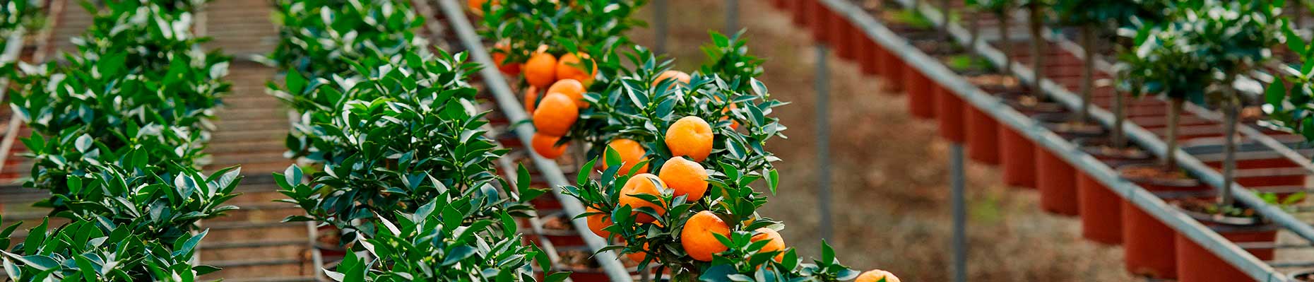 arance-agrumi-giambo-piante.jpg