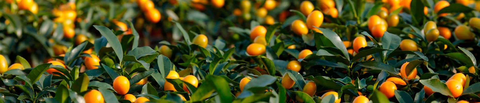 kumquat-agrumi-giambo-piante.jpg